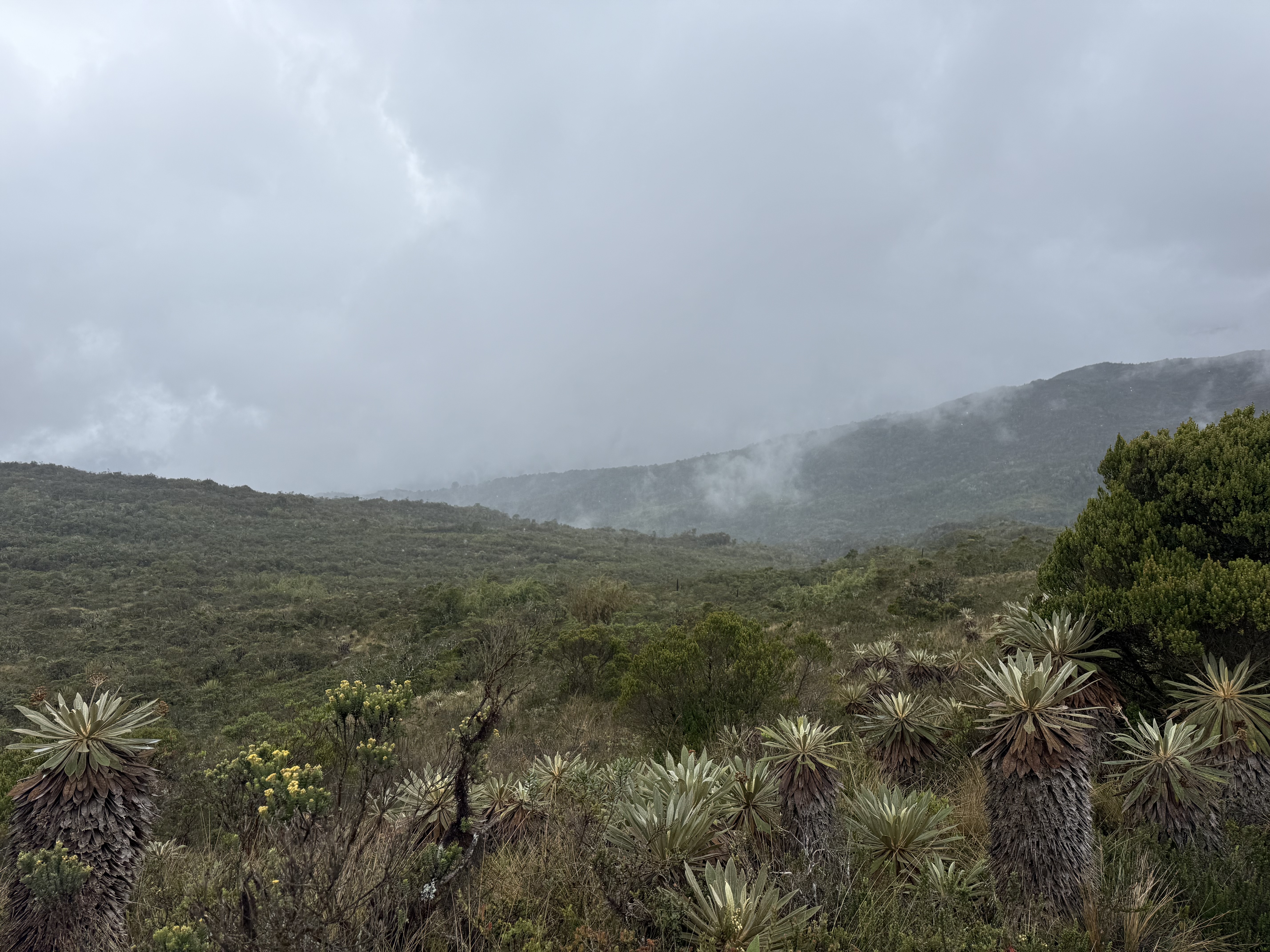 The Colombian páramo highlands, home to the páramo half of Páramo Coast